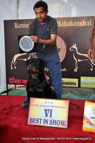 lineup,rottweiler,sw-60,, Jabalpur Dog Show 2012, DogSpot.in