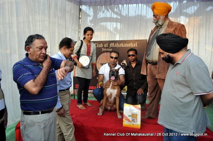 boxer,lineup,sw-60,, Jabalpur Dog Show 2012, DogSpot.in