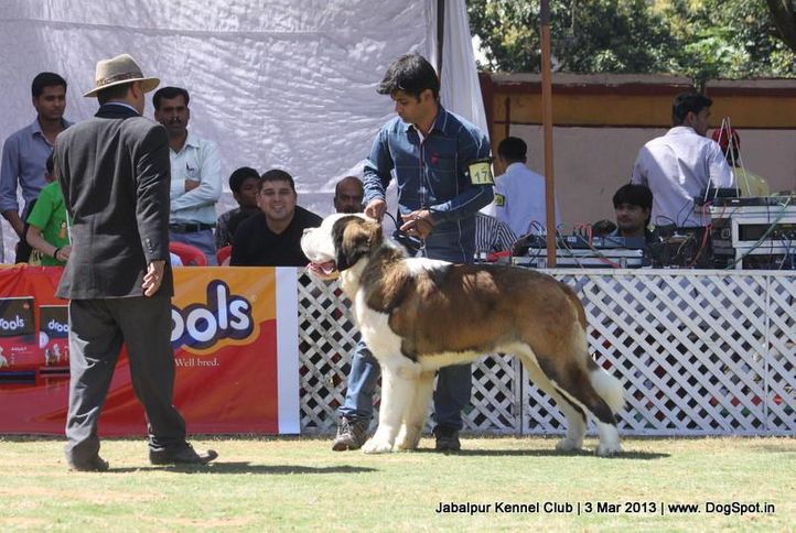 ex-176,stbernard,, Jabalpur Dog Show 2013, DogSpot.in