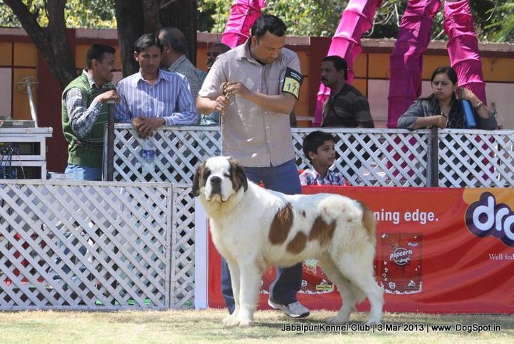 ex-177,stbernard,, Jabalpur Dog Show 2013, DogSpot.in