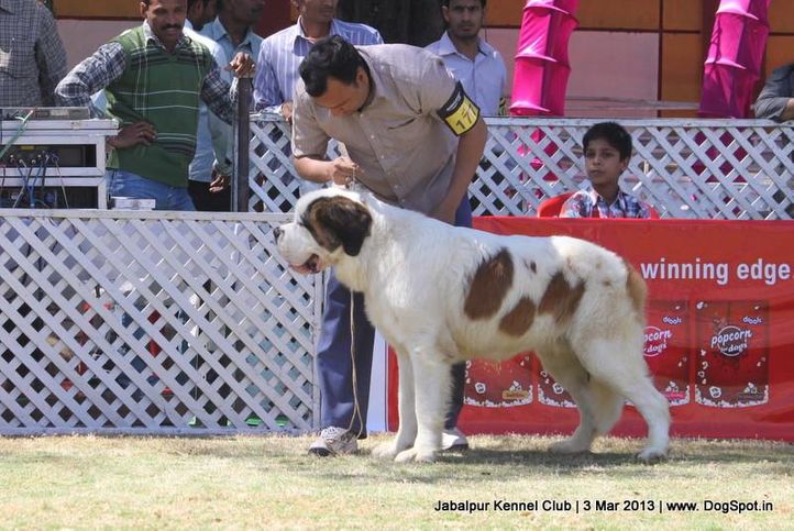 ex-177,stbernard,, Jabalpur Dog Show 2013, DogSpot.in