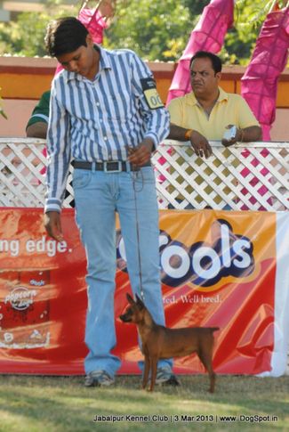miniature pinscher,sw-81,, Jabalpur Dog Show 2013, DogSpot.in