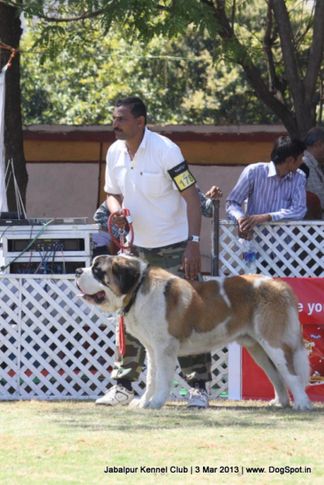 ex-178,stbernard,, Jabalpur Dog Show 2013, DogSpot.in