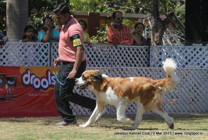 ex-180,stbernard,, Jabalpur Dog Show 2013, DogSpot.in