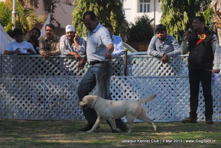labrador retriever,sw-81,, Jabalpur Dog Show 2013, DogSpot.in