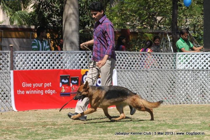 german shepherd,sw-81,, Jabalpur Dog Show 2013, DogSpot.in
