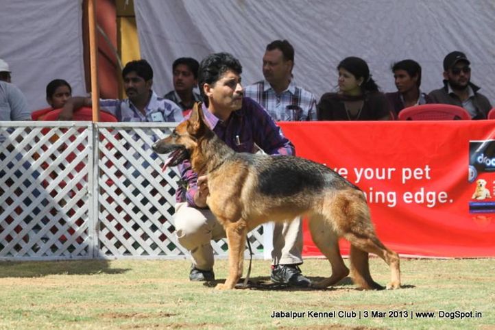 german shepherd,sw-81,, Jabalpur Dog Show 2013, DogSpot.in