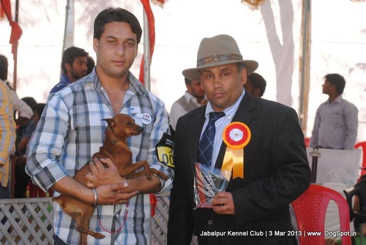 miniature pinscher,sw-81,, Jabalpur Dog Show 2013, DogSpot.in