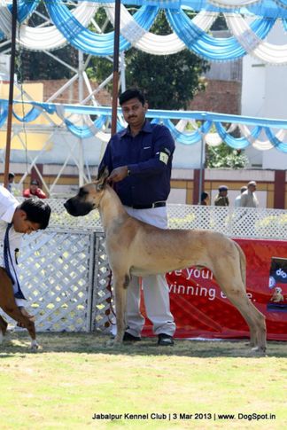 ex-136,great dane,, Jabalpur Dog Show 2013, DogSpot.in