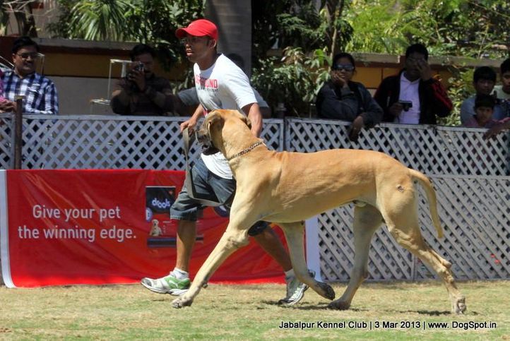 great dane,sw-81,, Jabalpur Dog Show 2013, DogSpot.in