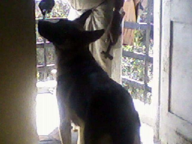 Picasa 2.7,, Jack @ 11 mnth, DogSpot.in