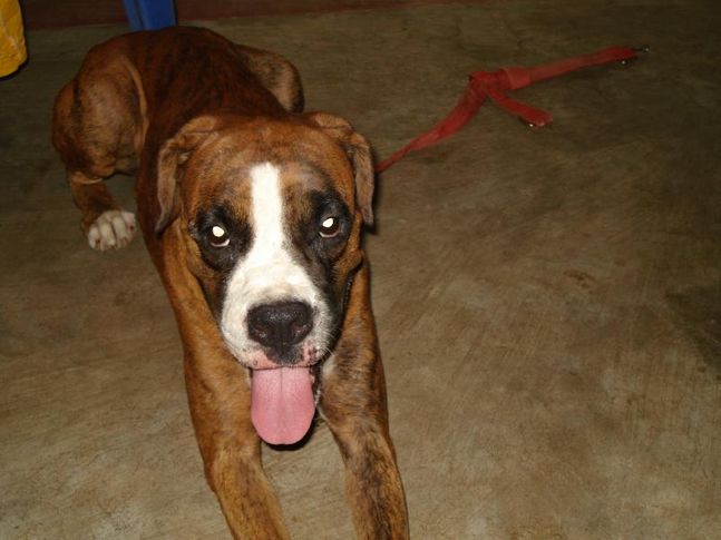 Boxer,Boxer puppy,dog training, Jacky, DogSpot.in