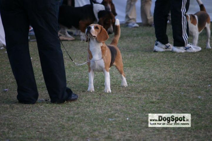beagle,, Jaipur 2010, DogSpot.in