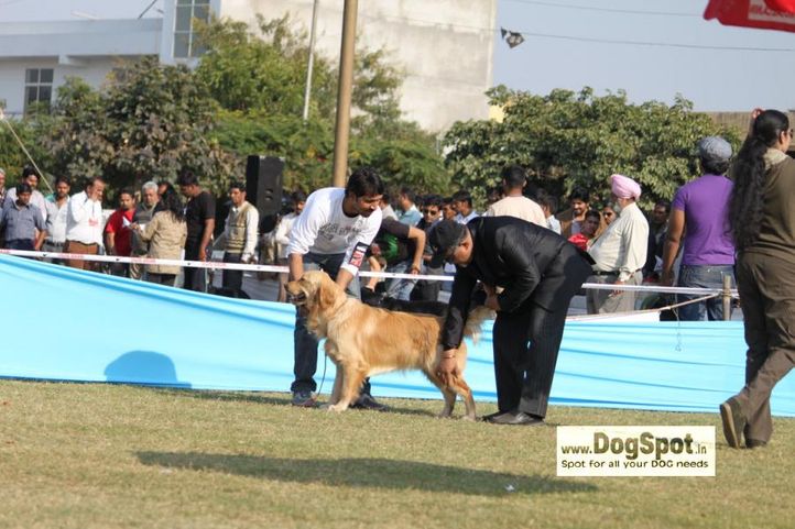 golden,, Jaipur 2010, DogSpot.in
