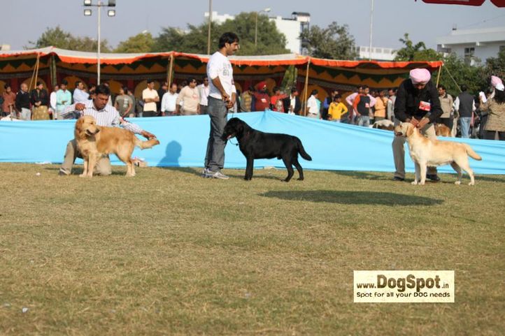 golden,, Jaipur 2010, DogSpot.in