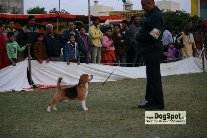 beagle,, Jaipur 2010, DogSpot.in