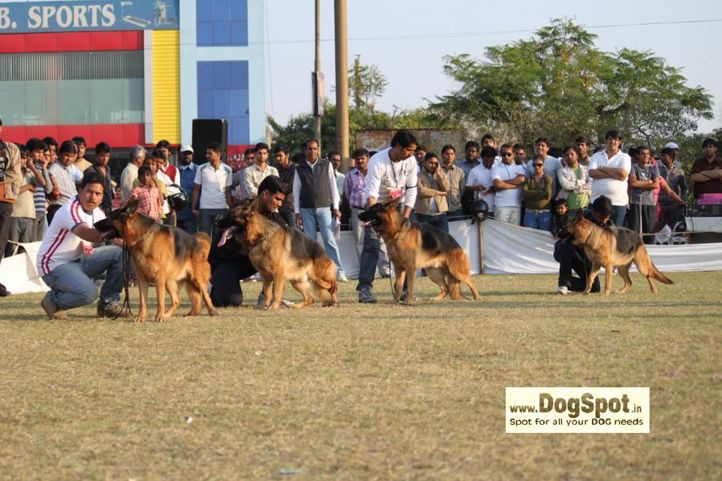 Alsatian,GSD,, Jaipur 2010, DogSpot.in
