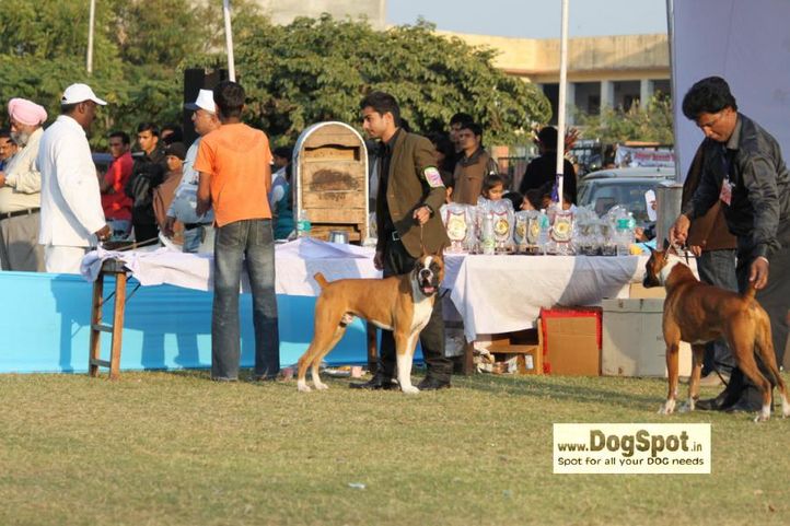 boxer,, Jaipur 2010, DogSpot.in