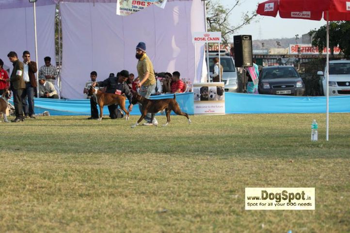 boxer,, Jaipur 2010, DogSpot.in