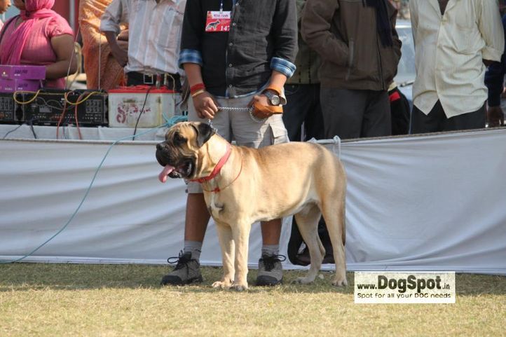 mastiff,, Jaipur 2010, DogSpot.in
