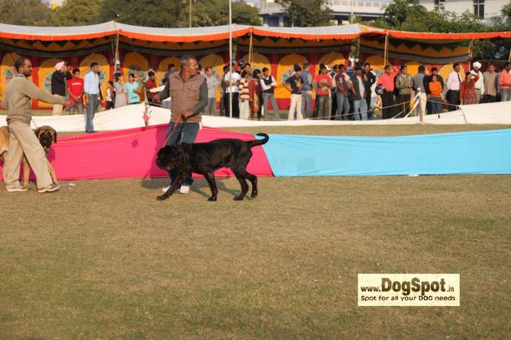 mastiff,, Jaipur 2010, DogSpot.in