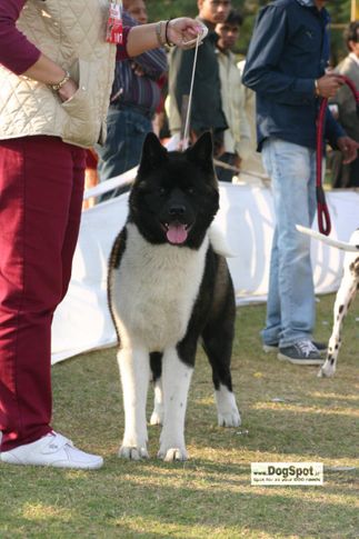 Akita,, Jaipur 2010, DogSpot.in