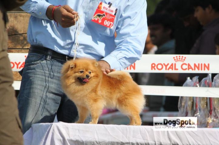 Poms,, Jaipur 2010, DogSpot.in