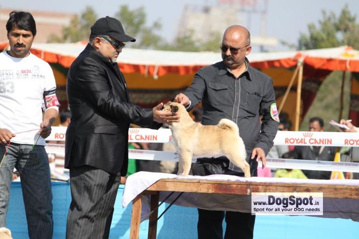 Pug,, Jaipur 2010, DogSpot.in
