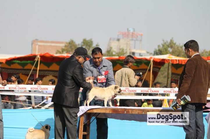 Pug,, Jaipur 2010, DogSpot.in