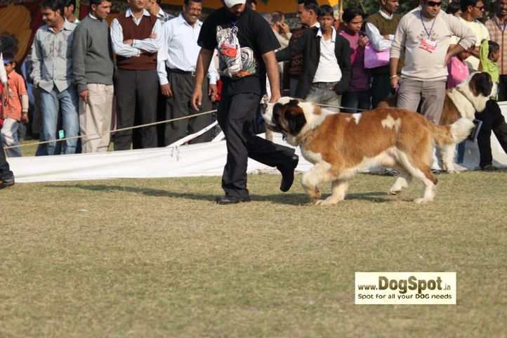St Bernard,, Jaipur 2010, DogSpot.in