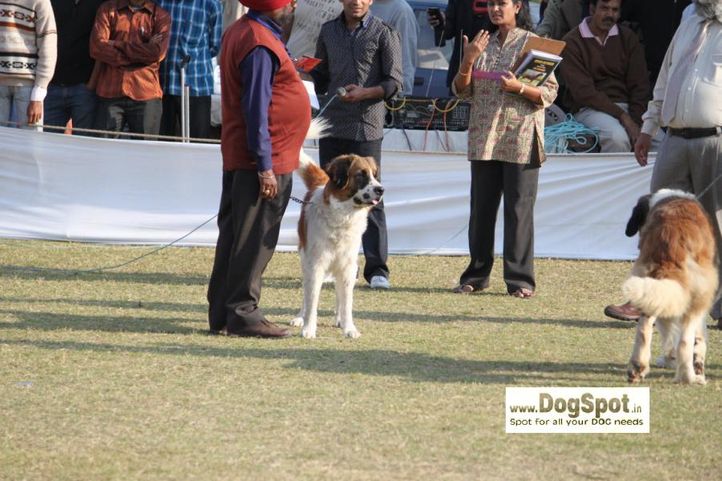 St Bernard,, Jaipur 2010, DogSpot.in