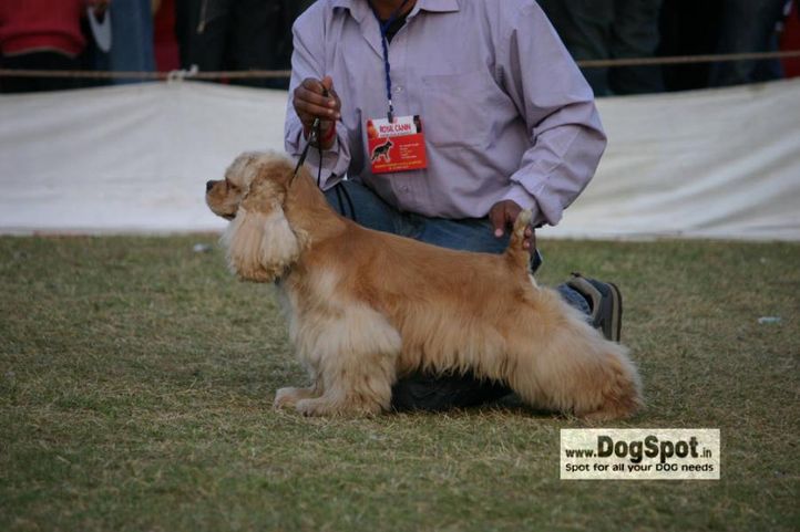 cocker,, Jaipur 2010, DogSpot.in