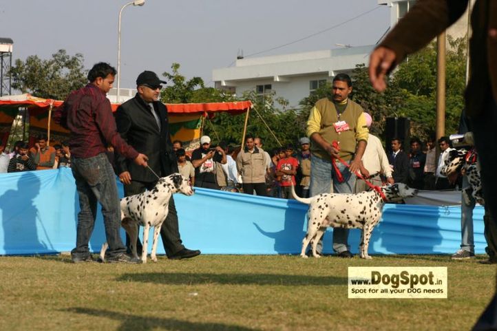 Dalmatian,, Jaipur 2010, DogSpot.in