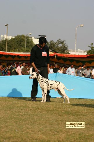 Dalmatian,, Jaipur 2010, DogSpot.in