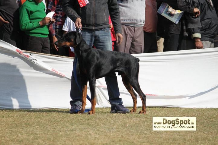 Doberman,, Jaipur 2010, DogSpot.in