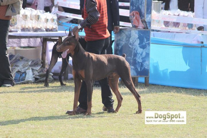Doberman,, Jaipur 2010, DogSpot.in