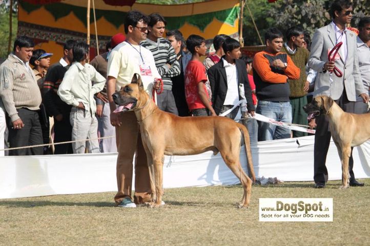 Great Dane, Jaipur 2010, DogSpot.in