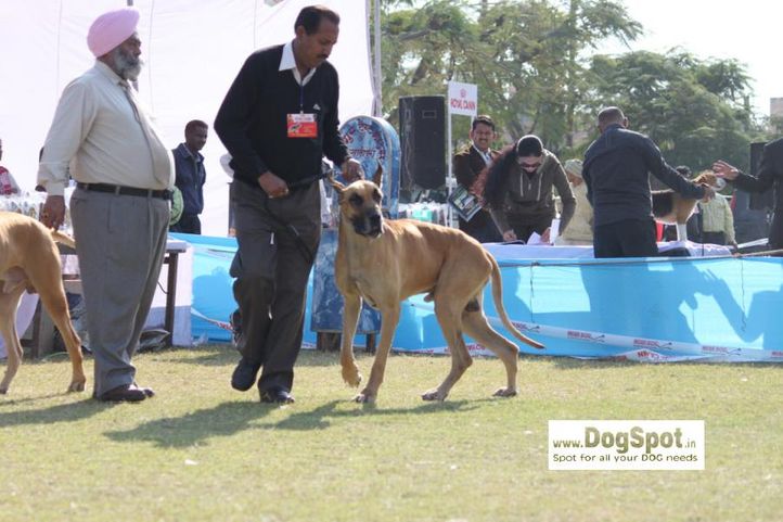 Great Dane, Jaipur 2010, DogSpot.in