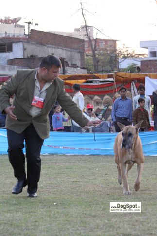Sandane, Great Dane, Jaipur 2010, DogSpot.in