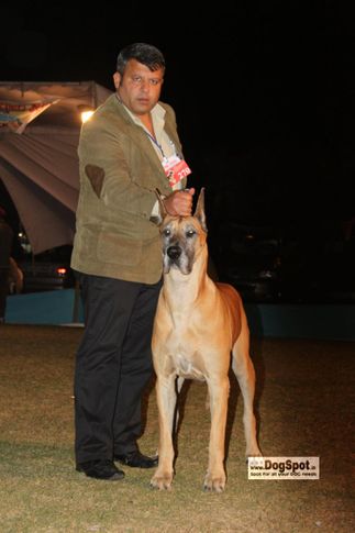 Sandane, Great Dane, Jaipur 2010, DogSpot.in