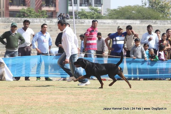 rottweiler,sw-84,, Jaipur Dog Show 2013, DogSpot.in