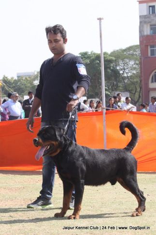 rottweiler,sw-84,, Jaipur Dog Show 2013, DogSpot.in
