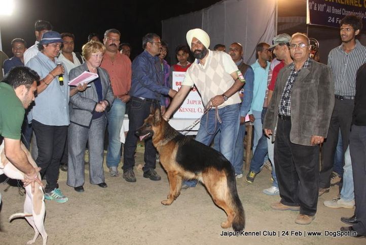 ex-256,line up,sw-84,, Jaipur Dog Show 2013, DogSpot.in