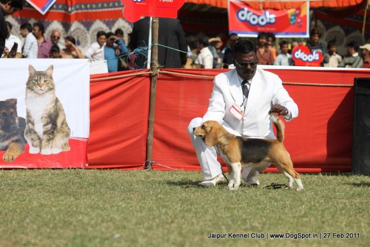 beagle,sw-34, Jaipur Kennel Club, DogSpot.in
