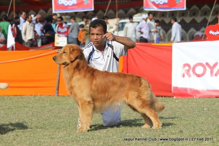 ex-271,golden,sw-34, Jaipur Kennel Club, DogSpot.in