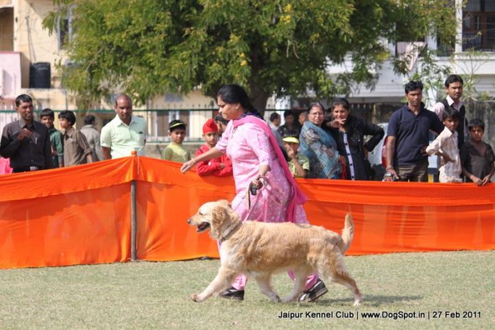 golden,sw-34, Jaipur Kennel Club, DogSpot.in