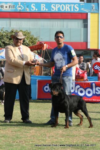 rottweiler,sw-34, Jaipur Kennel Club, DogSpot.in