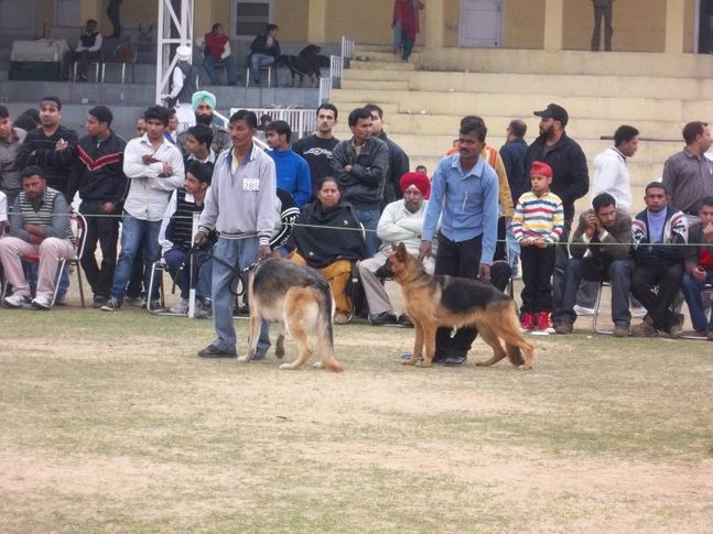 the jalandhar dog show, THE JALANDHAR DOG SHOW, DogSpot.in