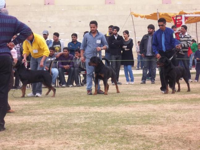 the jalandhar dog show, THE JALANDHAR DOG SHOW, DogSpot.in