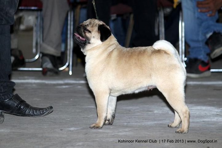 pug,sw-82,, Jalandhar Show 2013, DogSpot.in